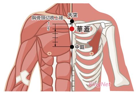 華蓋穴|華蓋